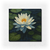 Water Lily