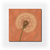 Pusteblume in Rosarot